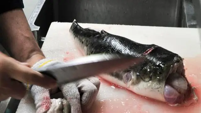 Ikan fugu (AFP)