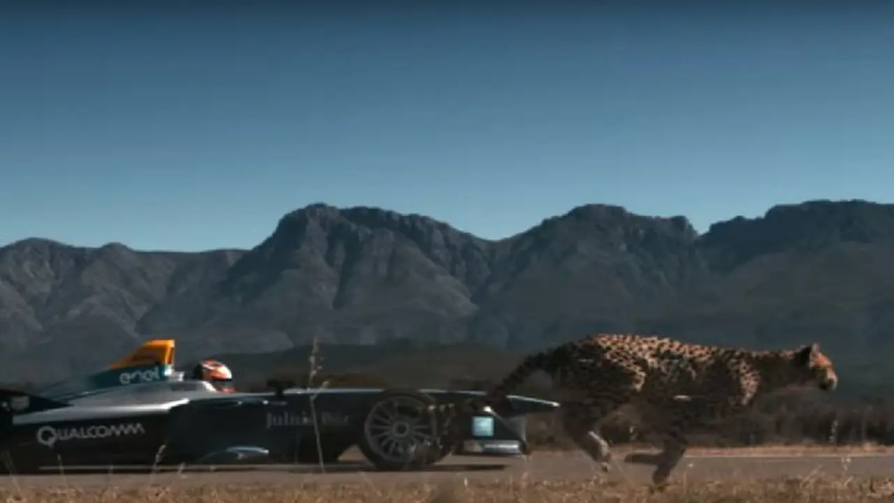 Drag race mobil balap vs Cheetah (Foto:Istimewa)