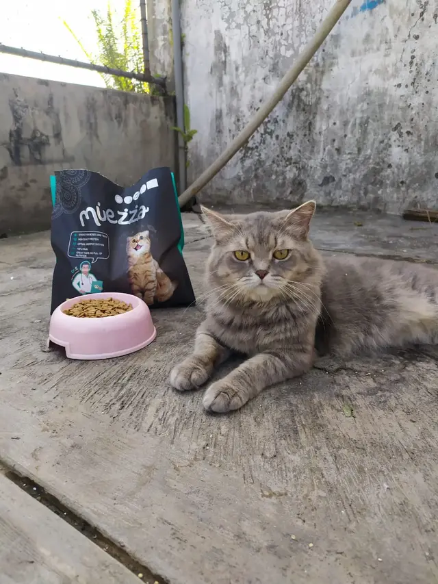 12 Cara Meningkatkan Nafsu Makan Kucing, Bikin Sehat dan Lincah - Hot