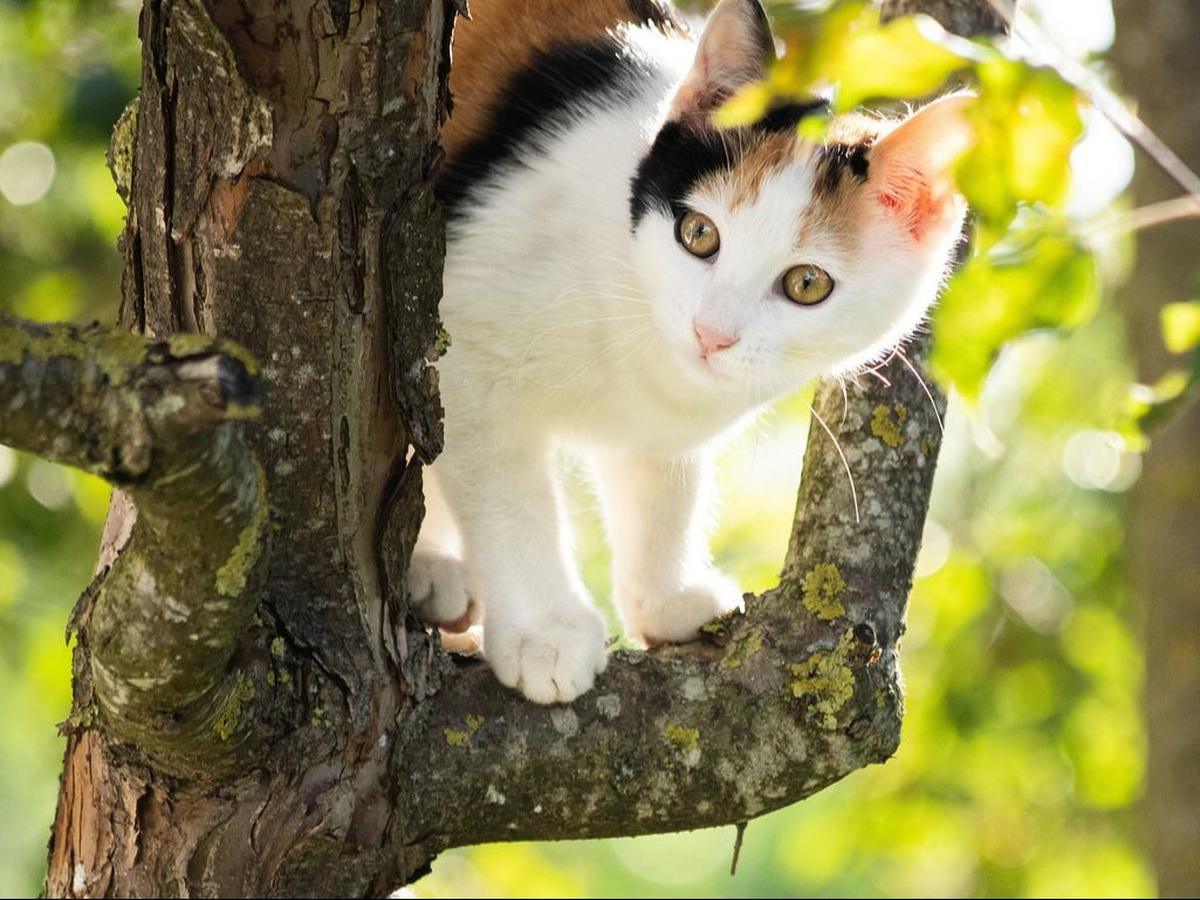 Penyebab Bau Mulut pada Kucing