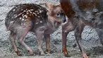 Seekor bayi rusa, Haechan berkeliaran di dalam kandangnya di Kebun Binatang Los Angeles Kamis (24/1). Penggemar  boyband Korea, NCT bekerja sama bonbin ini untuk memberi nama bayi pudu, salah satu jenis rusa langka dengan nama Haechan. (AP/Richard Vogel)