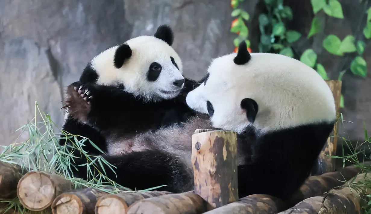 Jiajiazai (kiri), bayi dari panda raksasa Jiajia, bermain bersama induknya di aula panda raksasa Taman Margasatwa Shanghai di Shanghai, China timur (7/8/2020). Bayi panda jantan tersebut lahir pada 6 Oktober 2019 di taman itu. (Xinhua/Wang Xiang)