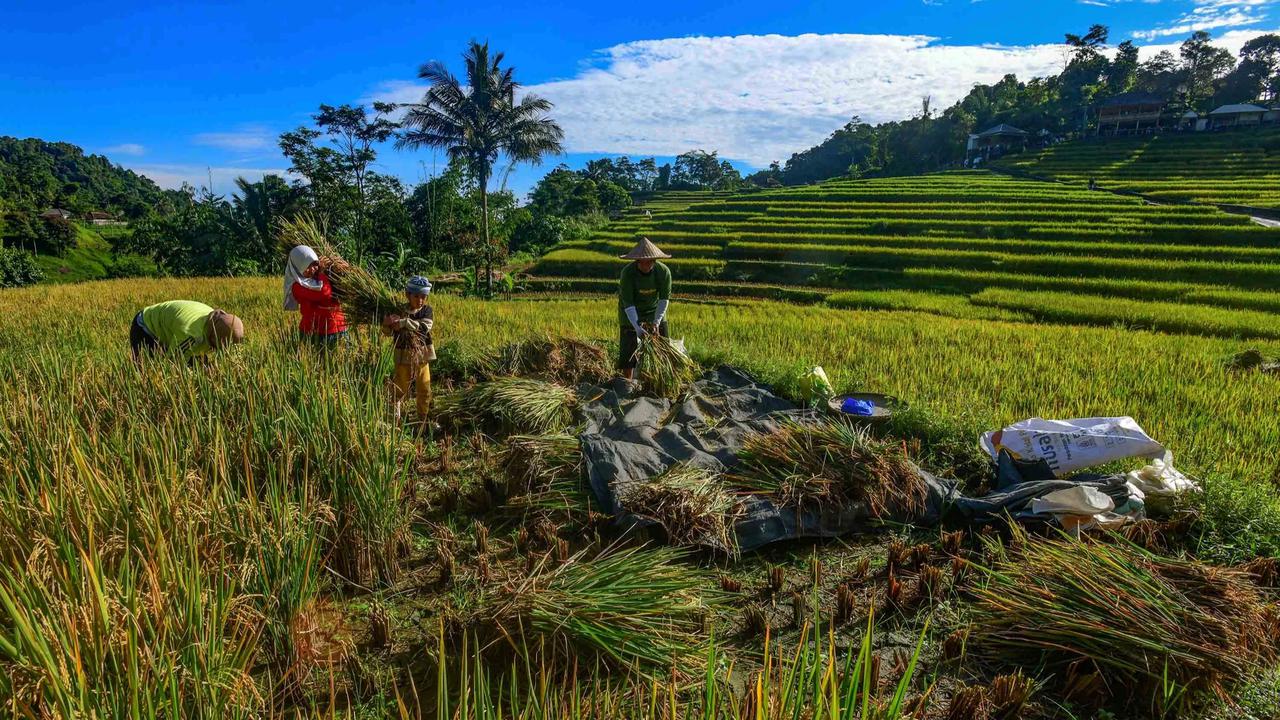 FOTO: Panen Padi di Terasering Cisalada