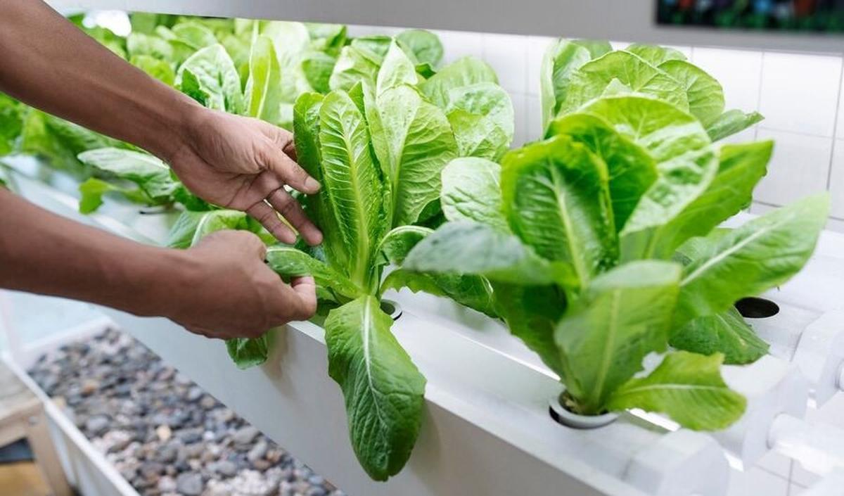 Apa Itu Hidroponik dan Deep Water Culture (DWC)?