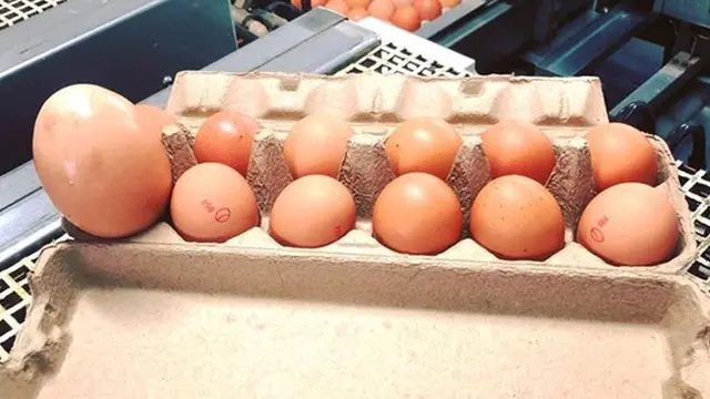 Telur Unik
