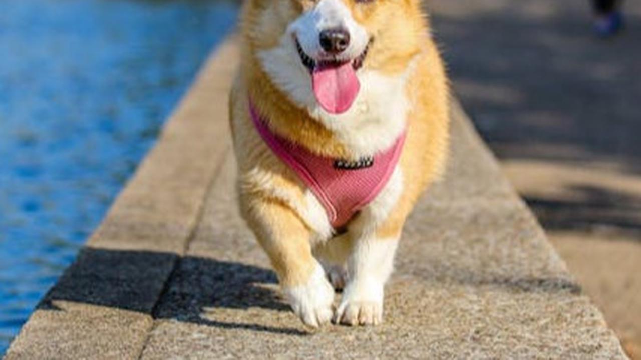Kebiasaan Menjilati Kaki pada Anjing: Tanda Cinta atau Gejala Penyakit?