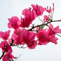 Bunga Bugenvil (Sumber: Abishek Subba/Unsplash.com)