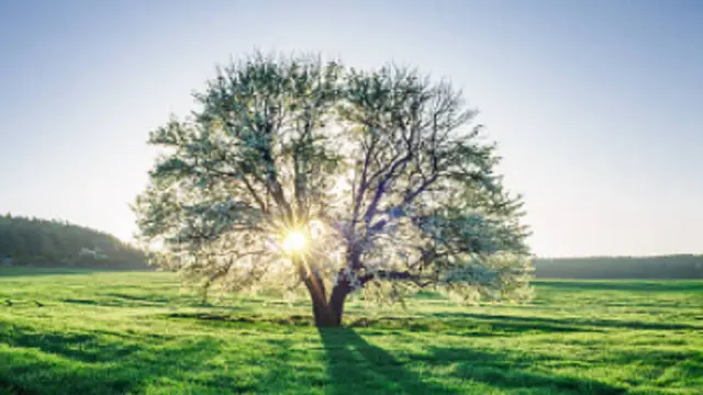 Ilustrasi pohon (iStock)