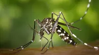 Nyamuk Aedes aegypti / Sumber: Pixabay