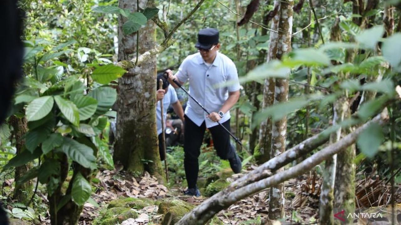 Pemkab Lampung Selatan Gencarkan Penanaman Pohon di Gunung Rajabasa, Upaya Konkret Cegah Bencana