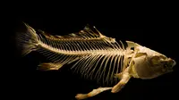 Duri Ikan (Foto: Pixabay/Skitterphoto)