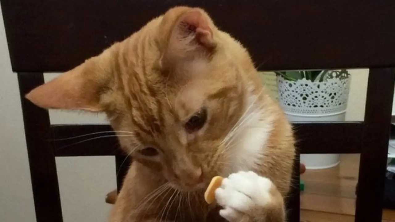 6 Aksi Kucing Berlagak Seperti Manusia, Gemas Banget