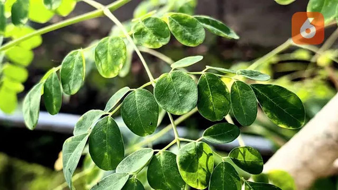 Segudang Manfaat Daun Kelor, Pantas Dijuluki Pohon Ajaib