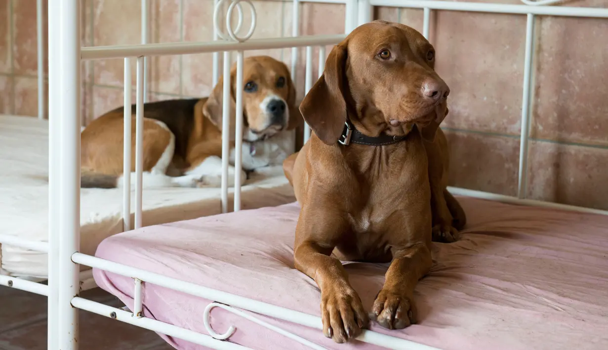Dua anjing beristirahat setelah jalan-jalan pagi di Dog Hotel Paradiso, Ludwigsburg, Jerman, 13 Oktober. Para pemilik bisa menitipkan peliharaannya di hotel anjing ini saat mereka berpergian atau untuk waktu yang lama. (THOMAS KIENZLE/AFP)