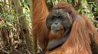 Orangutan mencari makan ke kebun warga karena mereka tidak punya pilihan lagi akibat rumahnya yang musnah. (Foto: IAR Indonesia untuk Aceng Mukaram/Liputan6.com)