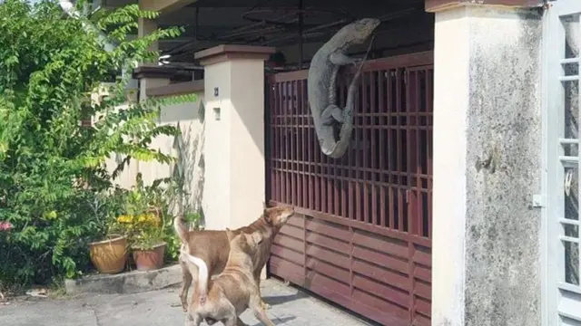 Warga Geger, Kadal Raksasa Muncul di Gerbang Rumah