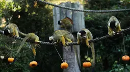 Tupai mencari makanan dalam labu saat merayakan Hari Halloween di Kebun Binatang London, Inggris, Kamis (25/10). (Yui Mok/PA via AP)