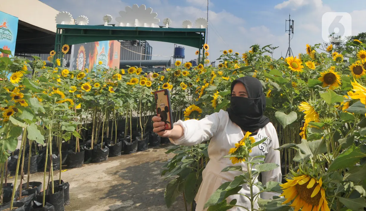 Pengunjung berswafoto di antara tanaman bunga matahari di Bogor Sky Garden, Mall BTM, Kota Bogor, Jawa Barat, Minggu (13/06/2021). Taman bunga matahari di atap gedung pusat perbelanjaan itu menjadi wisata alternatif gratis bagi pengunjung dalam mengisi libur akhir pekan. (merdeka.com/Arie Basuki)