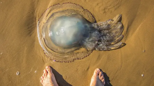Ubur-Ubur Portuguese man o' war