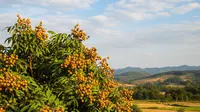 12 Tips Menanam Kelengkeng agar Tidak Menjulang Tinggi dan Cepat Menghasilkan Buah