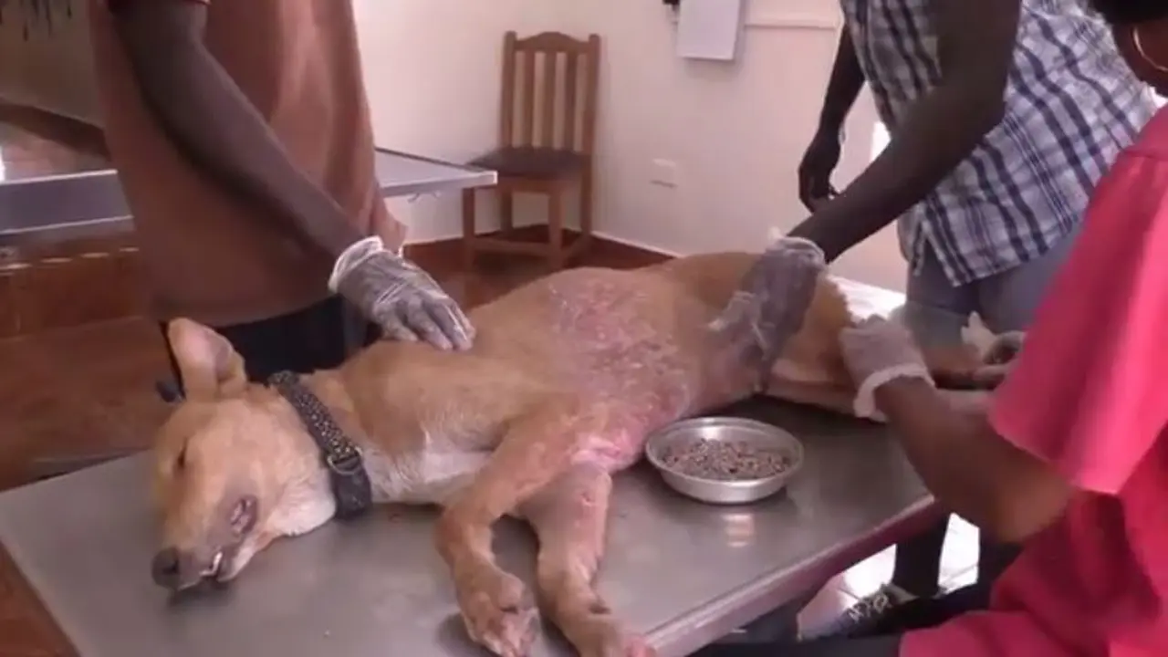 Terlantar, Tubuh Anjing Sekarat Ini Kumpulkan Semangkuk Belatung