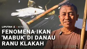 Fenomena Ikan 'Mabuk' di Danau Ranu Klakah