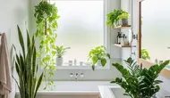 7 Tanaman yang Paling Mudah Dirawat untuk Kamar Mandi dan Tahan Kondisi Lembap