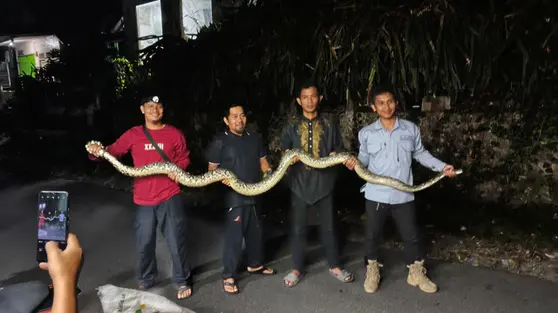 Geger Sanca Keluar Sarang dan Blokir Jalan