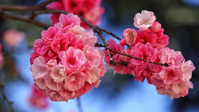 Selain Terkenal dengan Keindahannya, Bunga Sakura Juga Efektif Mencerahkan Kulit