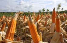 Tahukah Anda? Produksi Jagung Lebak Capai Ribuan Ton, Kunci Ketahanan Pangan dan Peningkatan Ekonomi Warga