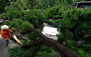 Ilustrasi pohon tumbang di Jakarta (Istimewa)