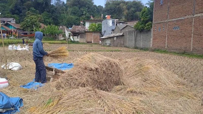 kekeringan, sawah, bandung barat