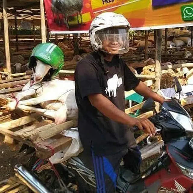 6 Potret Kocak Pengendara Motor Bawa Hewan Kurban Ini Bikin Geleng Kepala