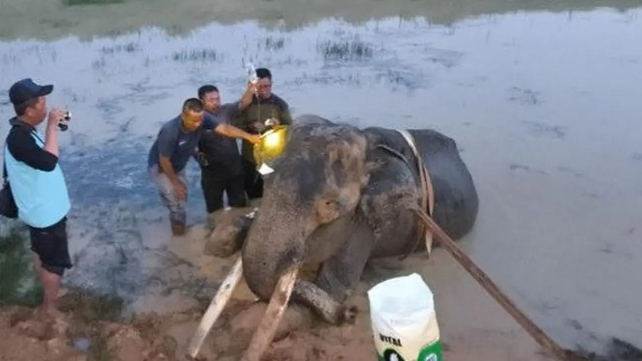 Gajah Indra Mati di Way Kambas, 9 Tahun Berjuang Usai Kecelakaan Saat Bertugas
