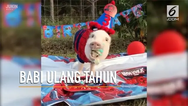 Babi imut bernama Pop ini merayakan pesta ulang tahun dengan tema Spider-Man.
