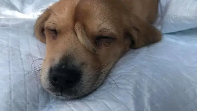anjing punya ekor di kepala