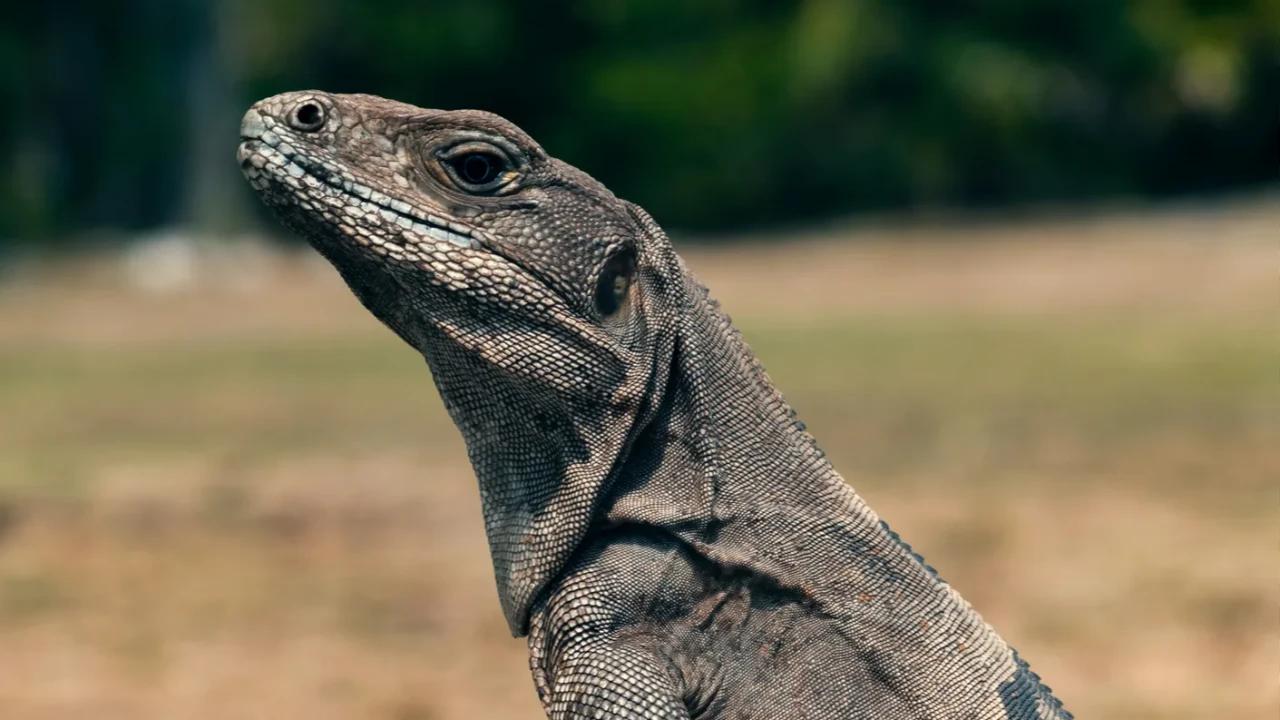 Viral Pria di Tambora Panggul Karung Putih Diduga Mayat, Ternyata Isinya Biawak