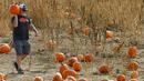 Seorang pria membawa labu untuk perayaan hari Halloween mendatang di pick sendiri Rock Creek Pertanian di Broomfield, Colorado, (27/10). Hari Halloween dirayakan setiap tahun pada tanggal 31 Oktober. (REUTERS/Rick Wilking)