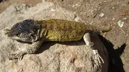 Liolaemus Warjantay, spesies kadal baru yang ditemukan di Cagar Cotahuasi, di Arequipa, Peru dalam gambar tak bertanggal yang dibagikan pada 28 September 2021. Penemuan itu didaftarkan beberapa minggu lalu bekerja sama dengan ilmuwan dari Argentina, Chile dan Bolivia. (SERNANP/AFP) 