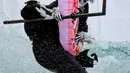 Seorang pemain ski mengenakan kostum unik berusaha untuk meluncur saat ambil bagian dalam kompetisi ski tahunan Gornoluzhnik di resor ski Bobrovy Log, pinggiran kota Siberia, Rusia, 14 April 2019. Kompetisi unik ini digelar untuk menandai akhir musim ski. (REUTERS/Ilya Naymushin)