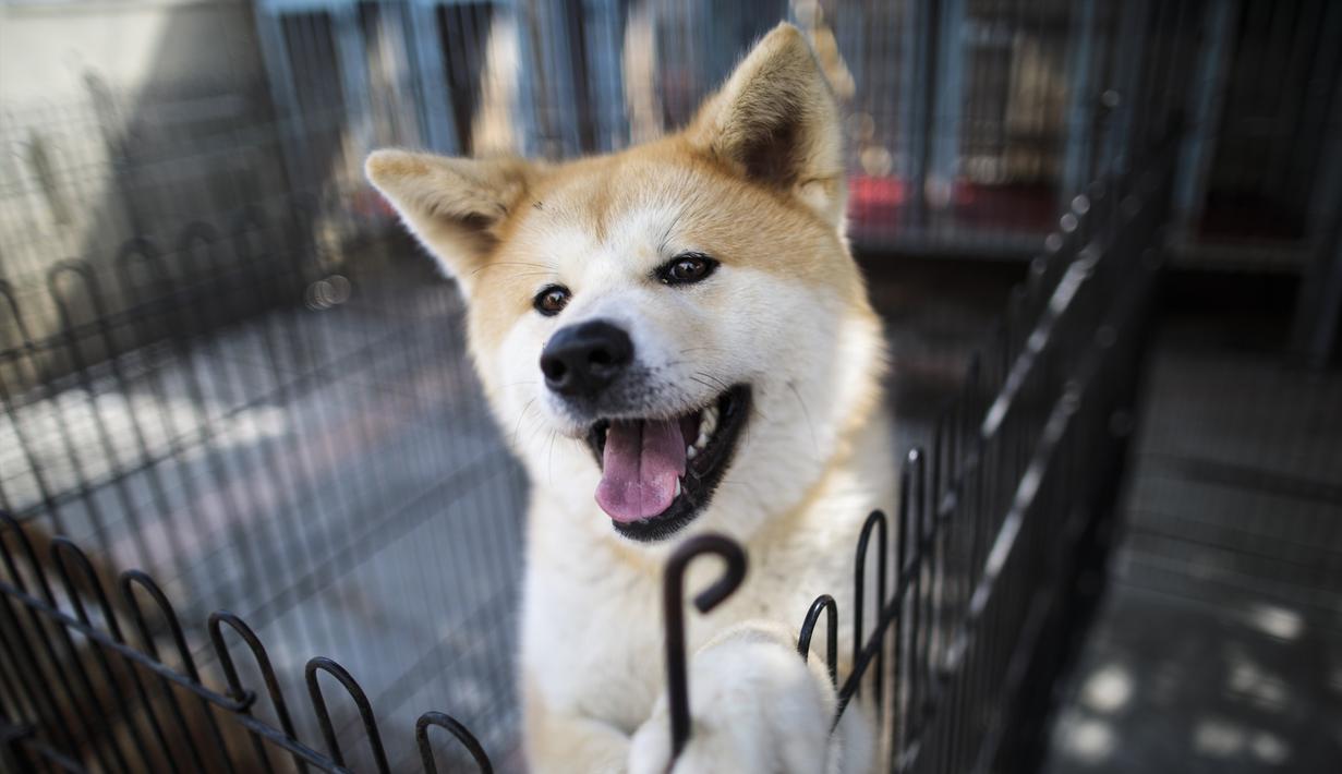 Foto Melihat Lucunya Anjing Akita Jepang Yang Digemari Tokoh