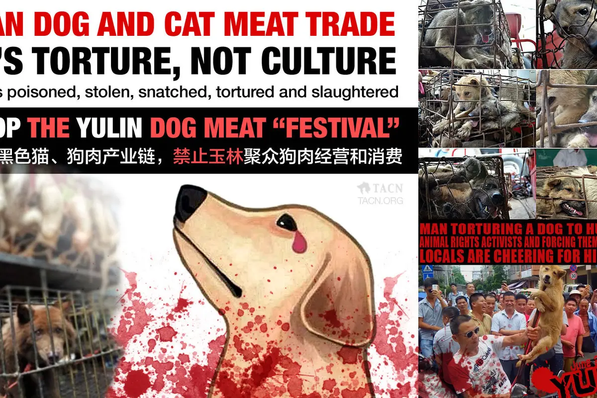 [Bintang] Festival Yulin
