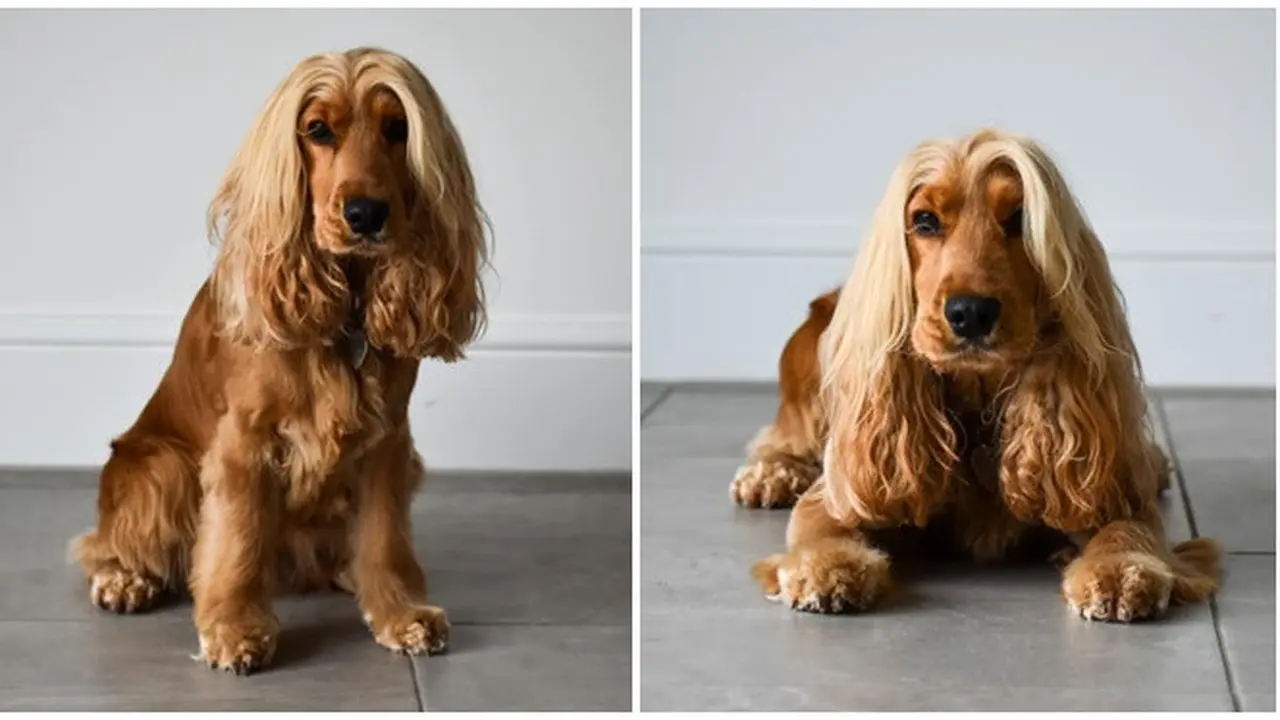 Punya Rambut Panjang Seperti Manusia, Anjing Ini Sering Dikira Pakai Wig