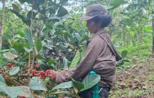 Kopi Indonesia Kian Dikenal Dunia, Bagaimana Kesejahteraan Petaninya?