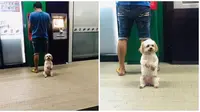 Potret Anjing Jagain Sang Pemilik Saat di ATM (sumber:Twitter/@dewahoya)