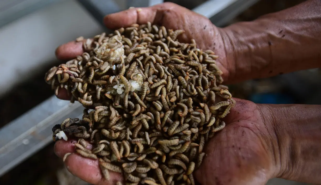 Diketahui, budidaya maggot tidak hanya membantu mengurangi sampah organik, tetapi juga memberikan potensi ekonomi yang menjanjikan bagi peternak dan masyarakat. (Merdeka.com/Arie Basuki)