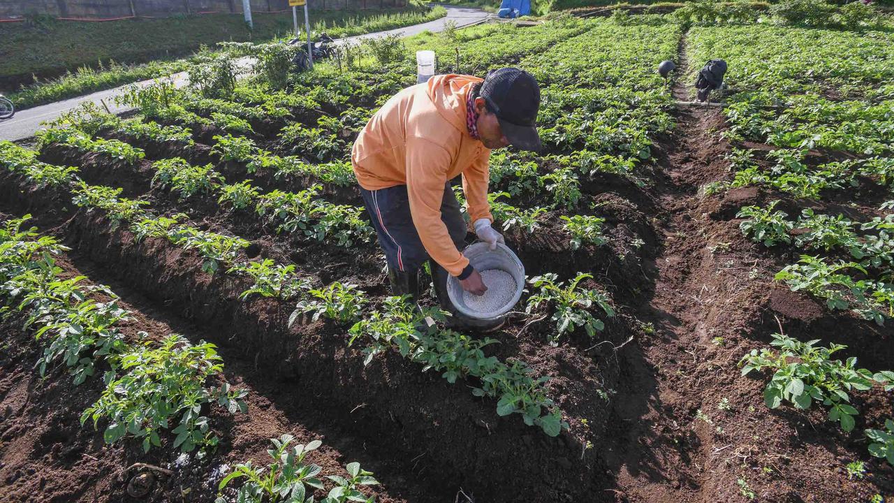 FOTO: Petani Kentang Dieng Terpinggirkan di Tengah Turunnya Harga Pupuk Subsidi