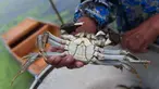 Peternak kepiting menunjukkan seekor kepiting tangkapan di sebuah pusat pembudidayaan di Distrik Wuxing di Huzhou, Provinsi Zhejiang, China, 23 September 2020. Pusat pembudidayaan kepiting seluas sekitar 933 hektare di Wuxing tersebut baru-baru ini memasuki musim panen. (Xinhua/Xu Yu)