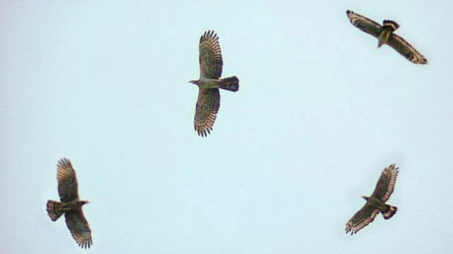 Unduh 460 Koleksi Gambar Elang Yg Mudah Ditiru Terbaik Gratis