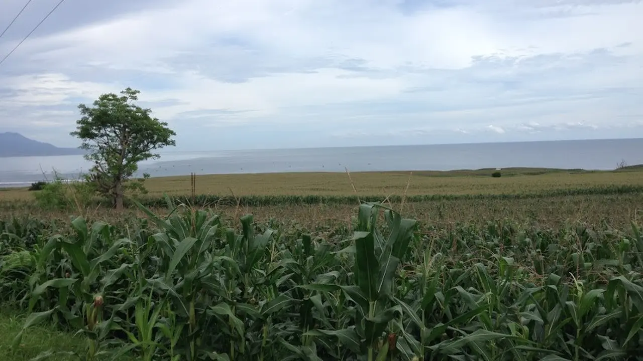 Ladang Jagung